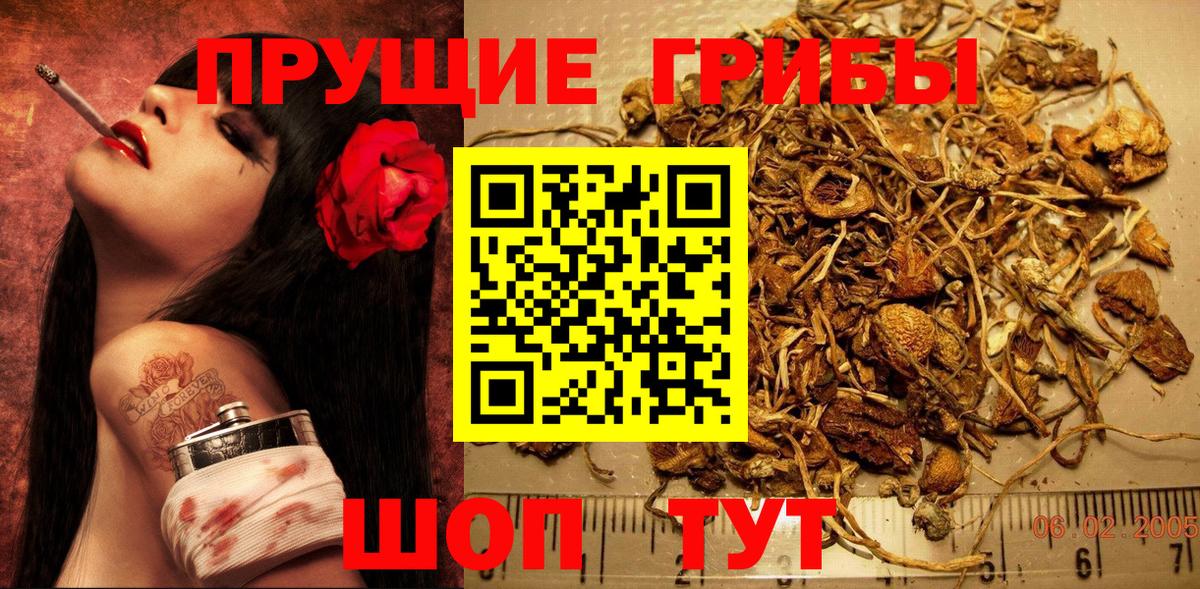 Вятские Поляны  Псилоцибиновые грибы MAGIC MUSHROOMS  Вход с VPN  Галлюциногенные грибы мицелий 